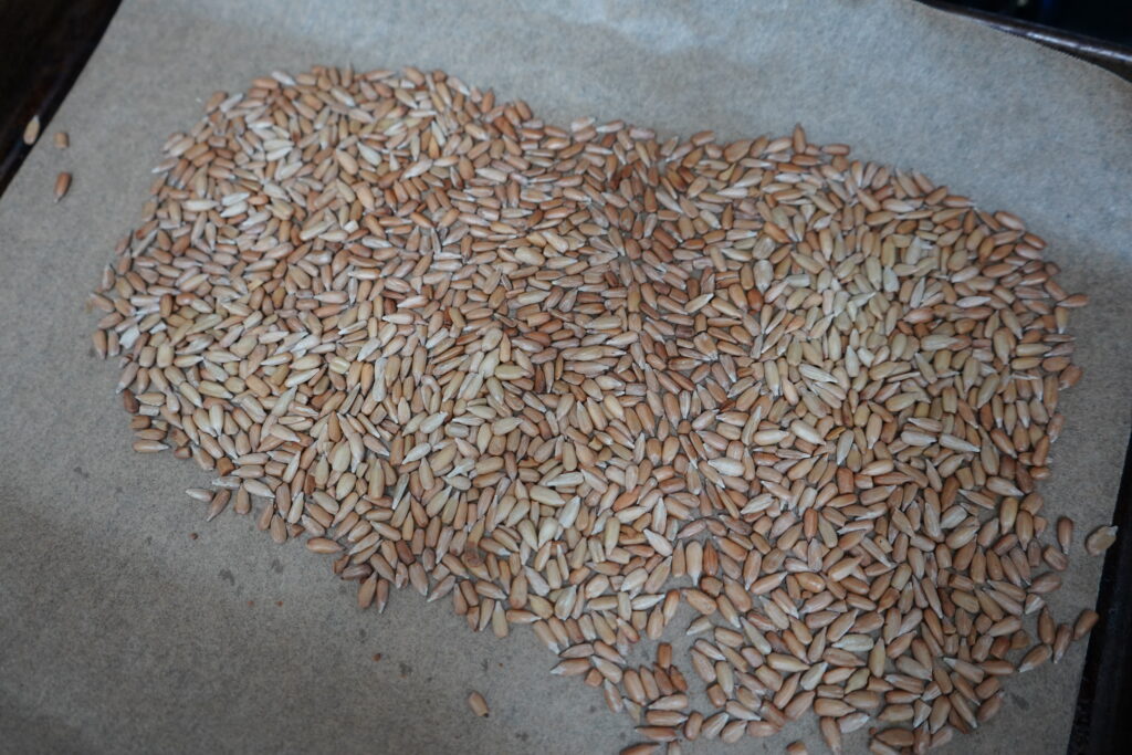 baked sunflower seeds on a pan lined with parchment paper